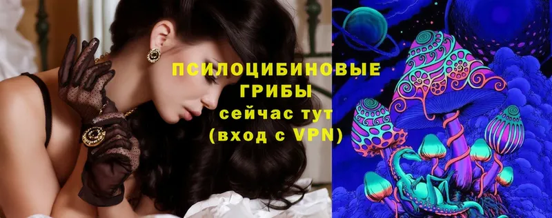 Галлюциногенные грибы Psilocybe  дарнет шоп  Калачинск 